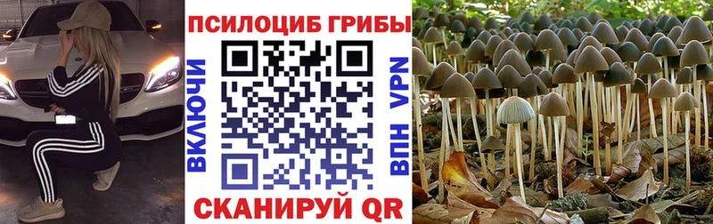 Псилоцибиновые грибы Psilocybe  Купить где  Ленинск-Кузнецкий 